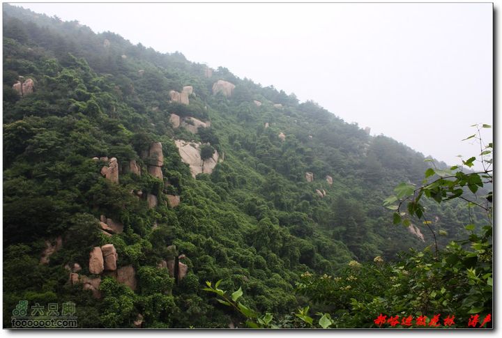 鲁山郝峪大迪极花林 花林峪山谷