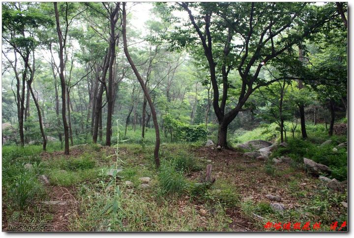 鲁山郝峪大迪极花林 山谷内茂密的树木