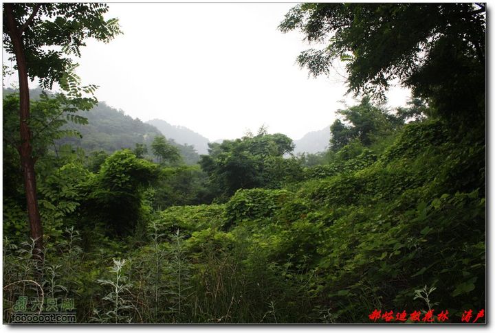 鲁山郝峪大迪极花林 茂密的植被