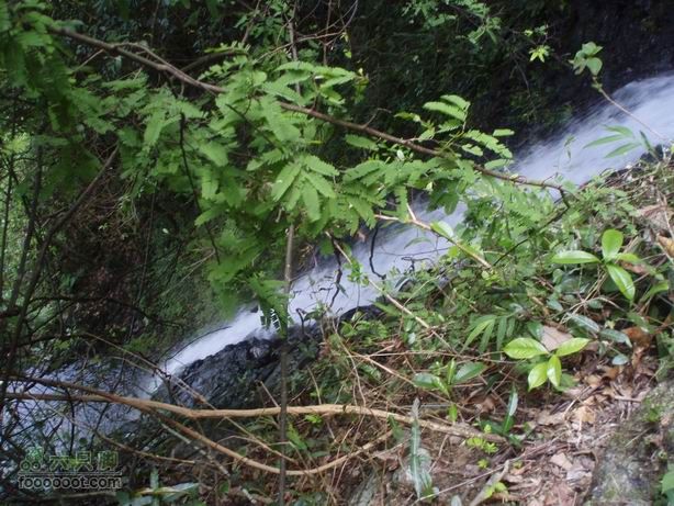 2011-7-24梧桐山老虎涧溯溪20110724梧桐山老虎溯溪 (47)