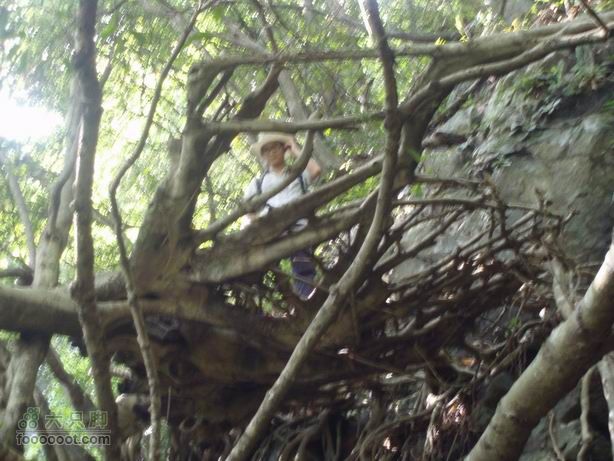 2011-7-24梧桐山老虎涧溯溪20110724梧桐山老虎溯溪 (56)