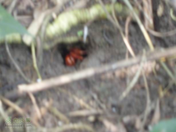 2011-7-24梧桐山老虎涧溯溪20110724梧桐山老虎溯溪 (61)