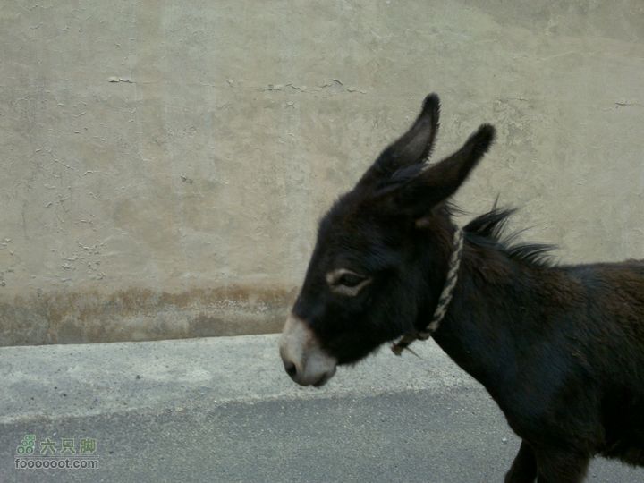 2011年7月滇藏线骑行路上的驴子...