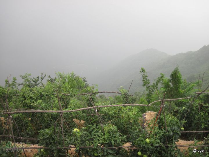 海登香山老爷沟打鹰洼新望京樱桃沟植物园20110806IMG_4398