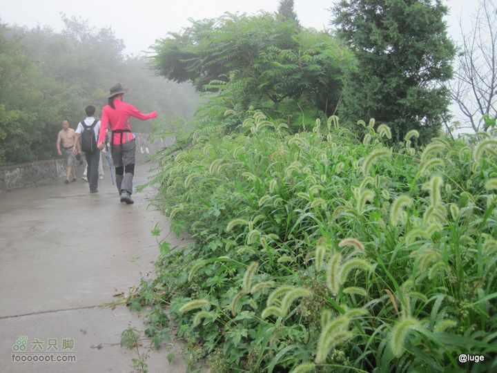 海登香山老爷沟打鹰洼新望京樱桃沟植物园20110806IMG_4413