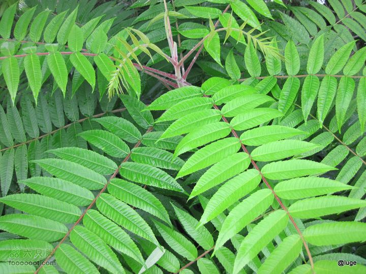 海登香山老爷沟打鹰洼新望京樱桃沟植物园20110806IMG_4414