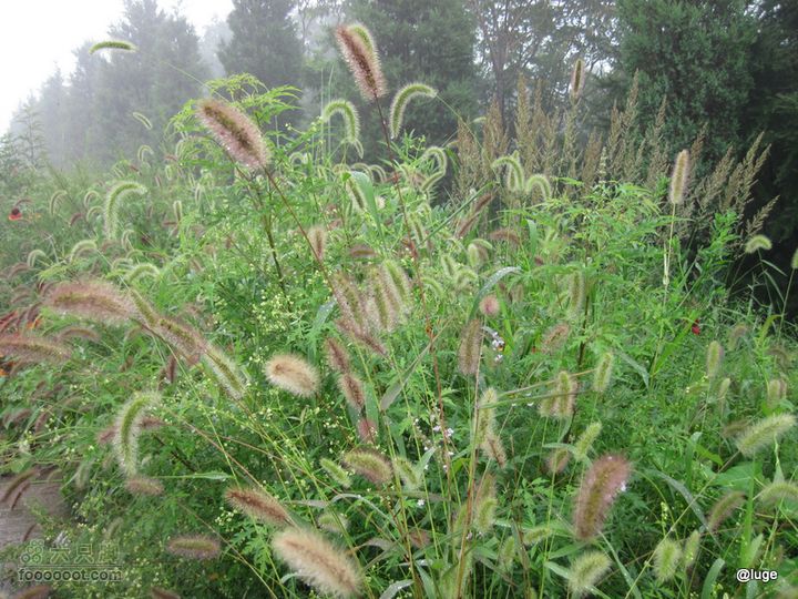 海登香山老爷沟打鹰洼新望京樱桃沟植物园20110806IMG_4416