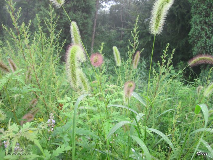 海登香山老爷沟打鹰洼新望京樱桃沟植物园20110806IMG_4417