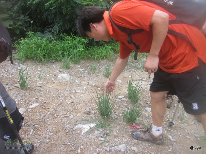 海登香山老爷沟打鹰洼新望京樱桃沟植物园20110806IMG_4427