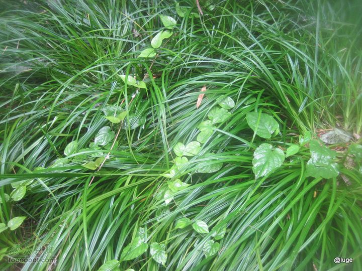 海登香山老爷沟打鹰洼新望京樱桃沟植物园20110806IMG_4462