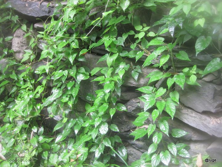 海登香山老爷沟打鹰洼新望京樱桃沟植物园20110806IMG_4464