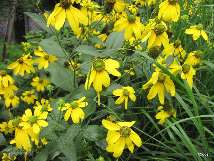 海登香山老爷沟打鹰洼新望京樱桃沟植物园20110806IMG_4490