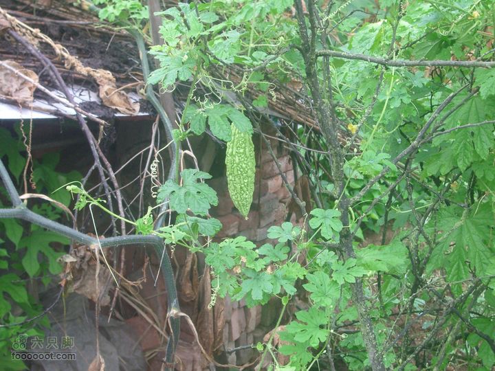 新邵坪上conew_imgp9676