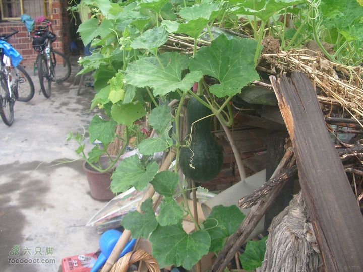 新邵坪上conew_imgp9677