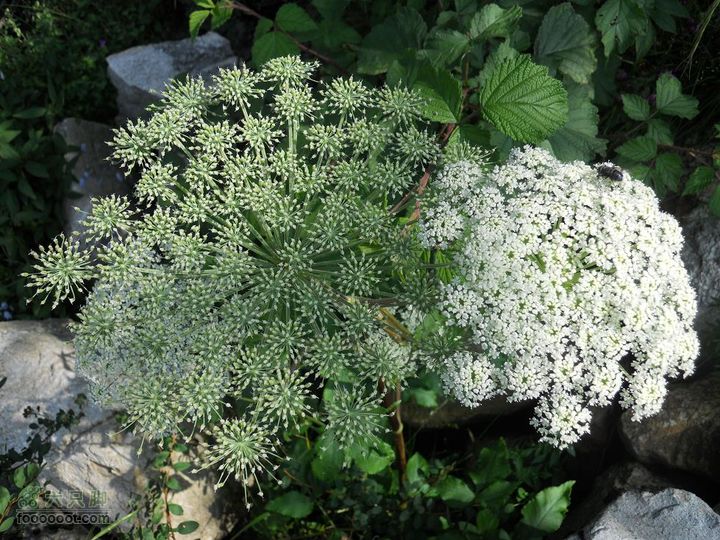 朱雀森林公园DSCN0608