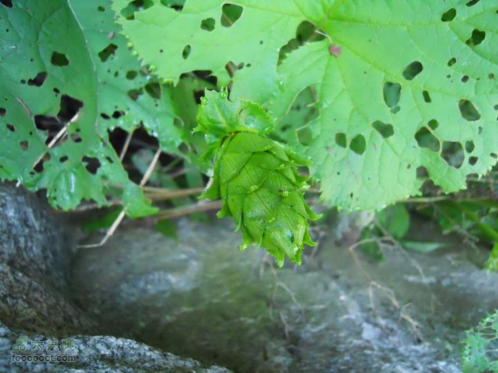 朱雀森林公园DSCN0565