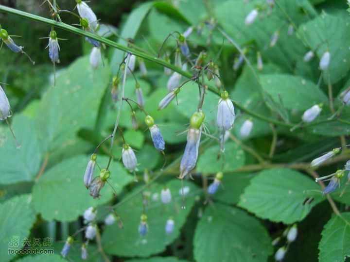 朱雀森林公园DSCN0566