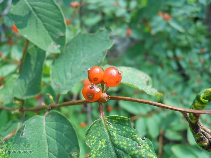 朱雀森林公园DSCN0569