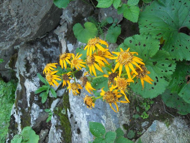 朱雀森林公园DSCN0577