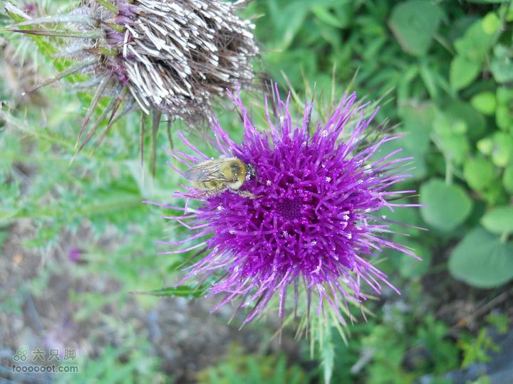 朱雀森林公园DSCN0589