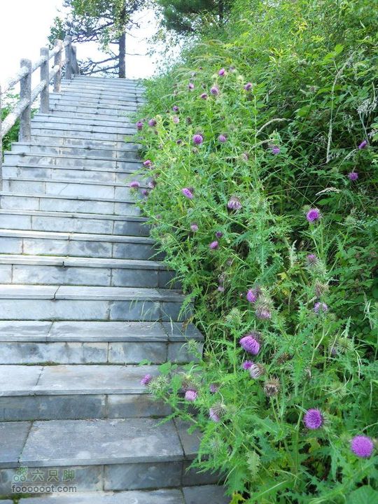 朱雀森林公园DSCN0594