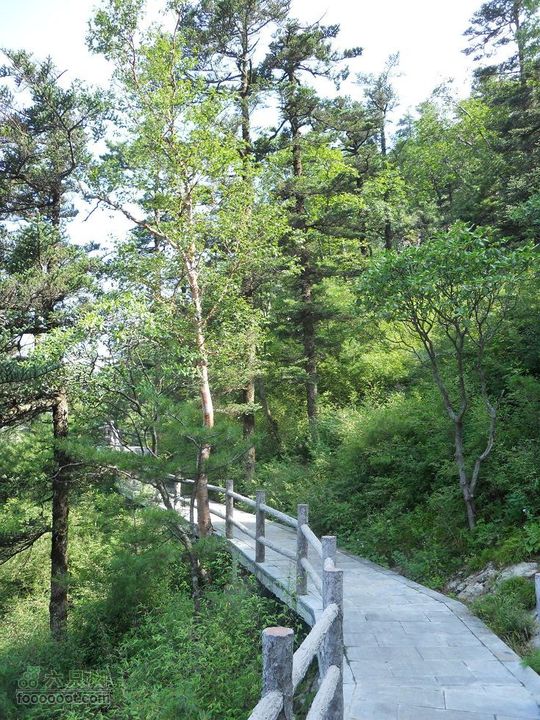 朱雀森林公园DSCN0595