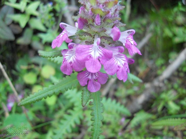 朱雀森林公园DSCN0596