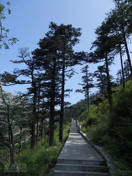 朱雀森林公园DSCN0606