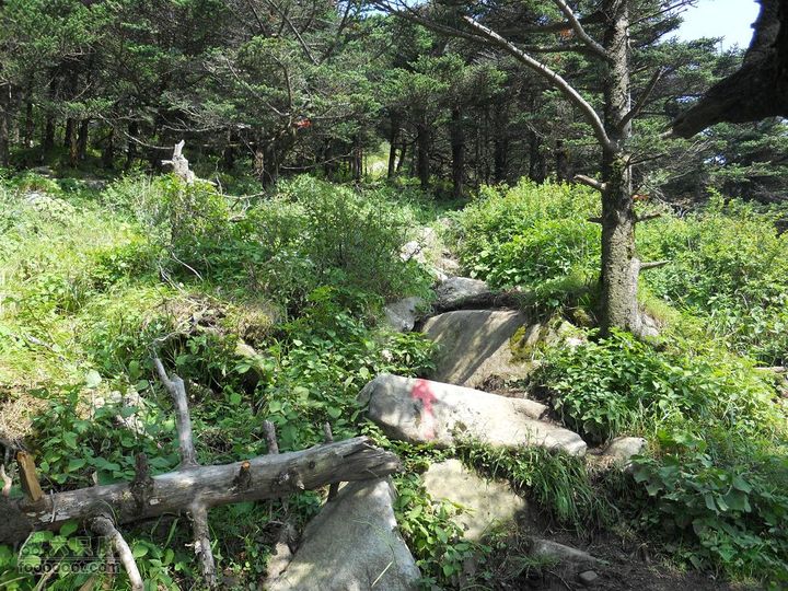 朱雀森林公园DSCN0613