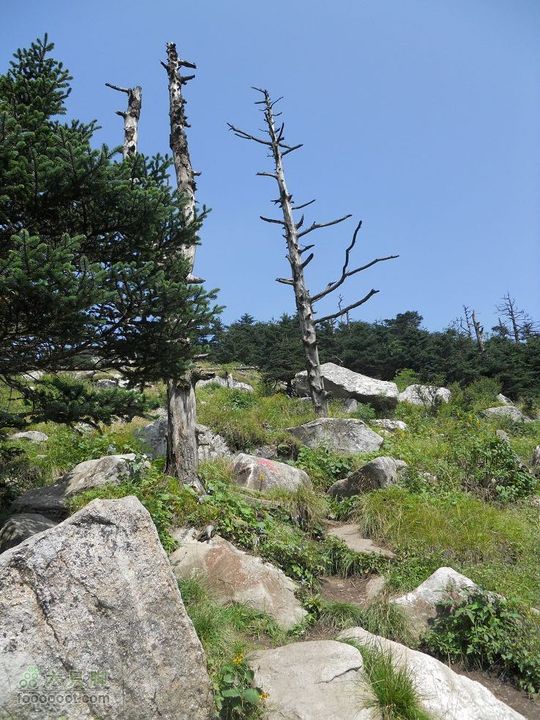 朱雀森林公园DSCN0614