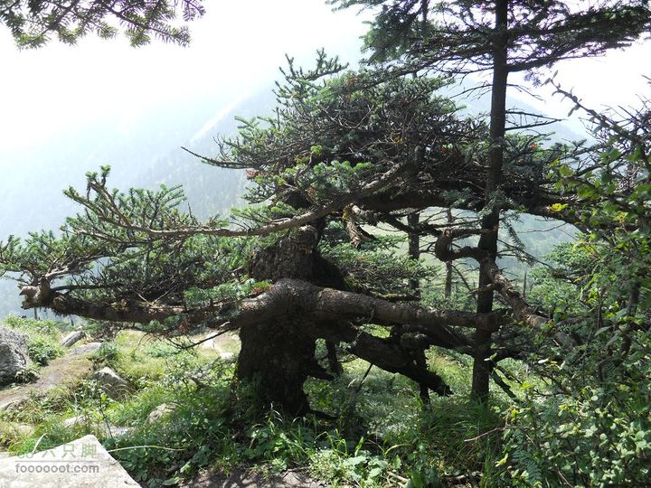 朱雀森林公园DSCN0615