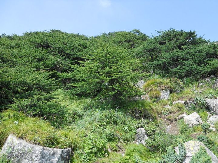 朱雀森林公园DSCN0622