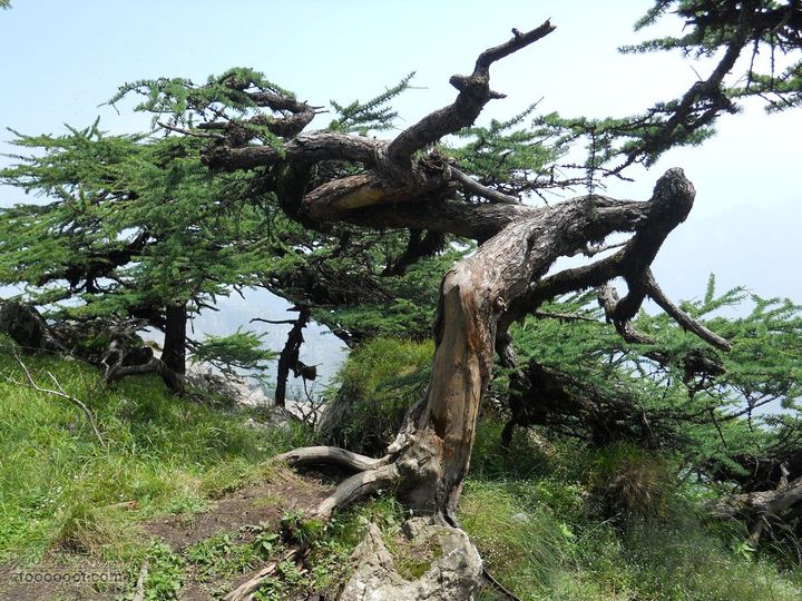 朱雀森林公园DSCN0624