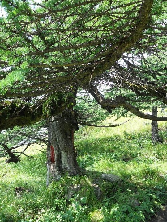 朱雀森林公园DSCN0629