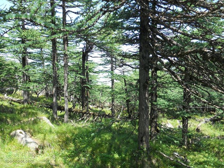 朱雀森林公园DSCN0631