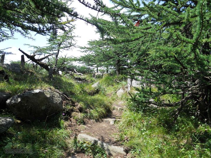 朱雀森林公园DSCN0632