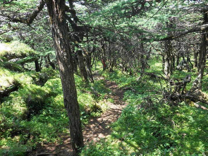 朱雀森林公园DSCN0637