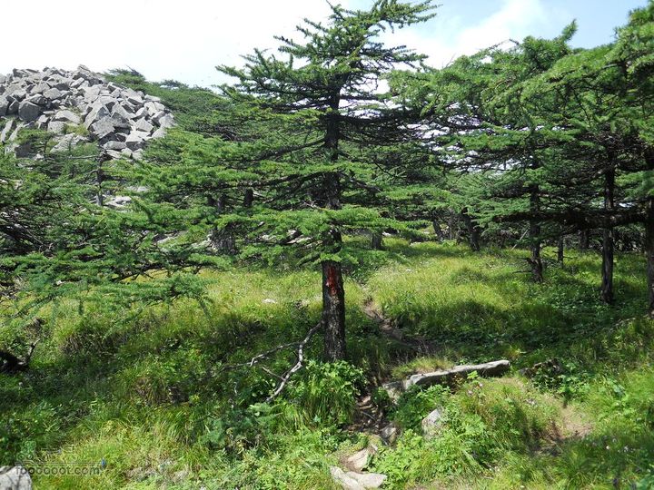 朱雀森林公园DSCN0638