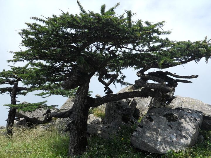 朱雀森林公园DSCN0644