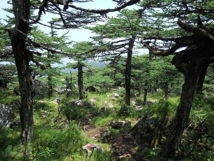 朱雀森林公园DSCN0647