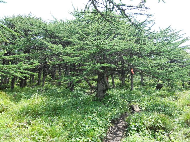 朱雀森林公园DSCN0648