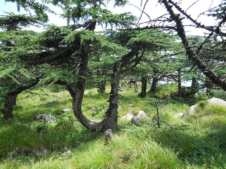 朱雀森林公园DSCN0655