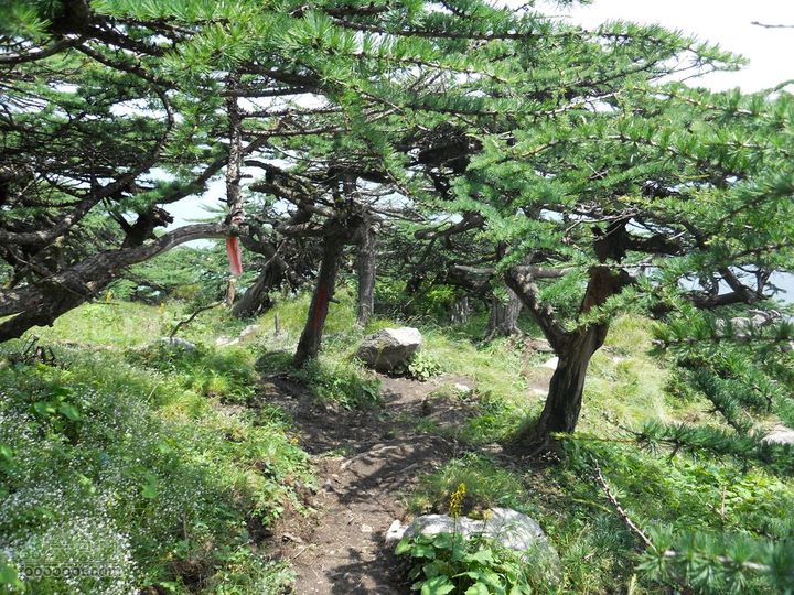 朱雀森林公园DSCN0657