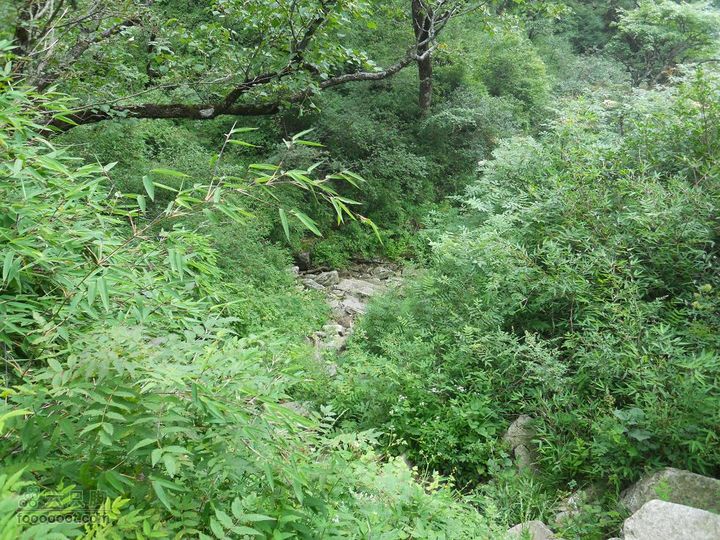 朱雀森林公园DSCN0684