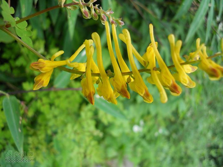 朱雀森林公园DSCN0687