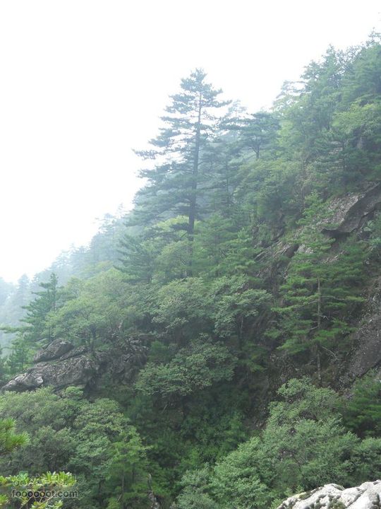 朱雀森林公园DSCN0691