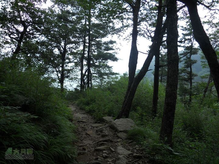 朱雀森林公园DSCN0692