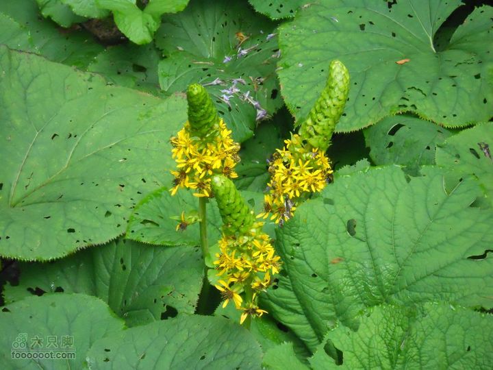 朱雀森林公园DSCN0699