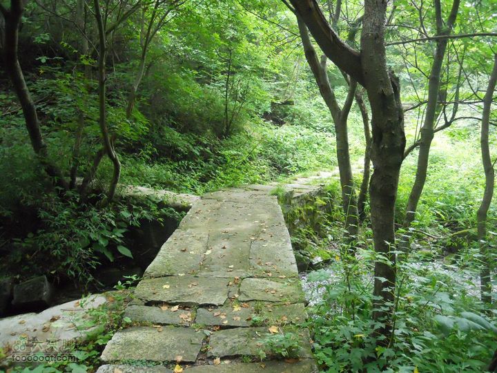 朱雀森林公园DSCN0702