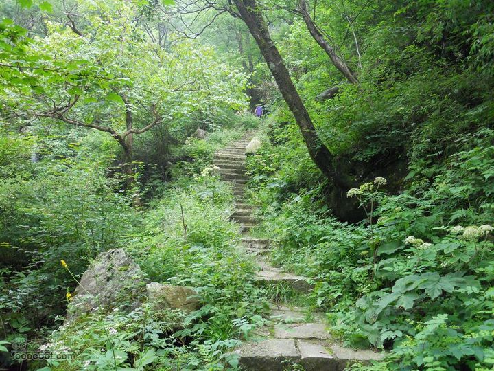 朱雀森林公园DSCN0700